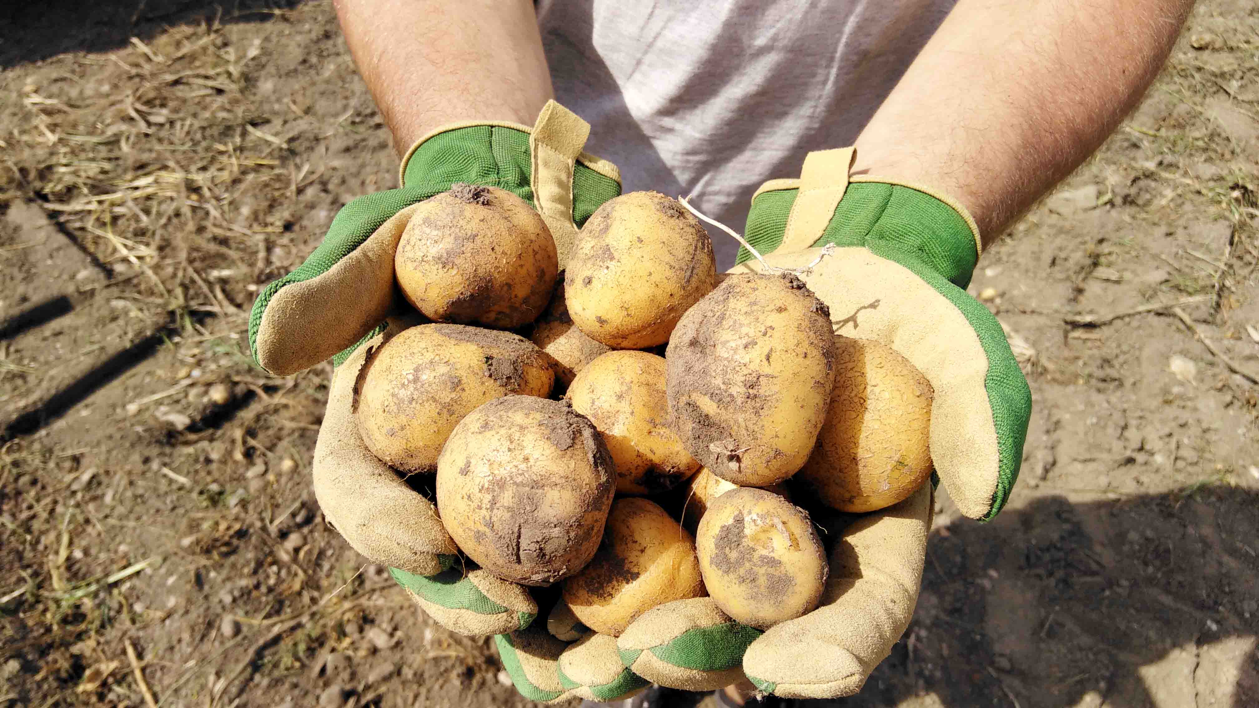 Ungewaschene Kartoffeln vom Feld